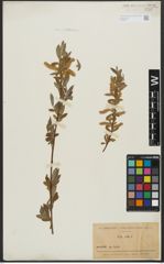 Foto von Salix alba L.